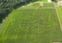 Labirynt w kukurydzy