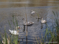 Ścieżka Edukacji Leśnej w Czernicy