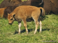 Hodowla bizon&oacute;w